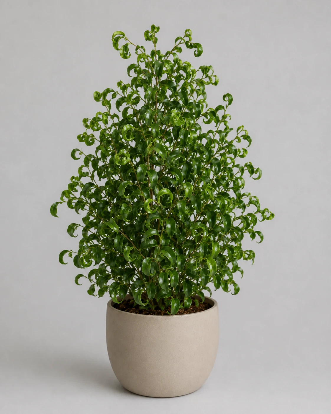 Fikus benjamina Barok