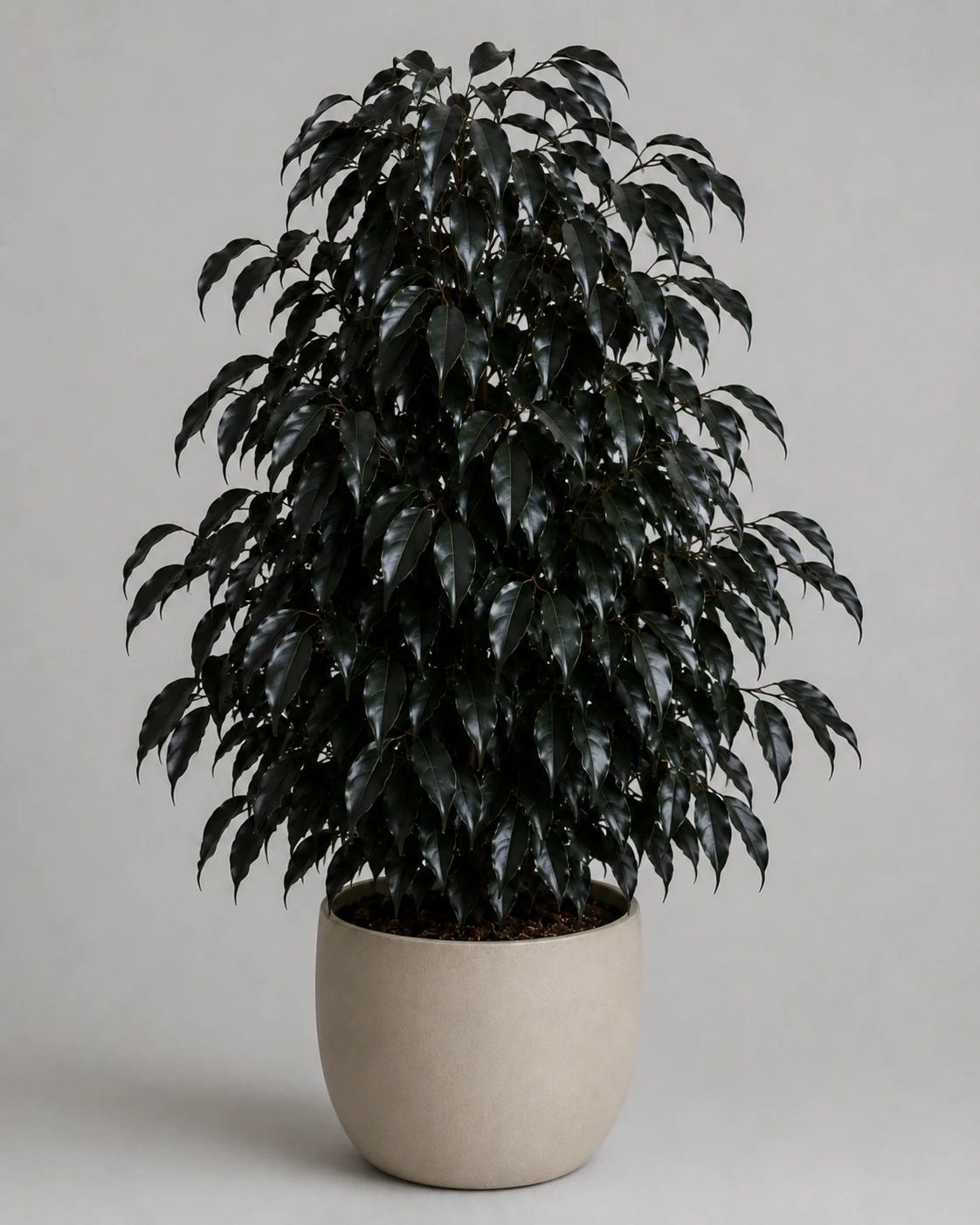 Fikus benjamina Black Diamond