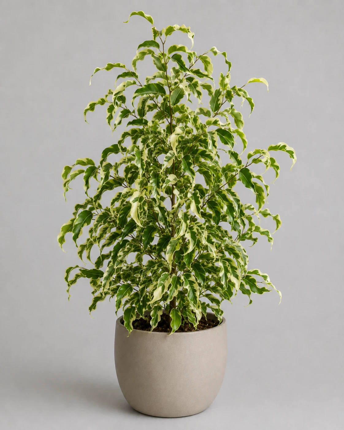Fikus benjamina Curly
