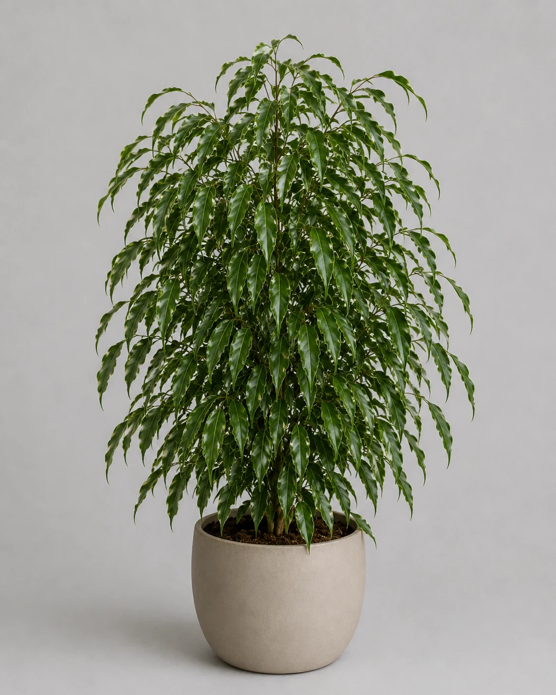 Fikus benjamina Exotica