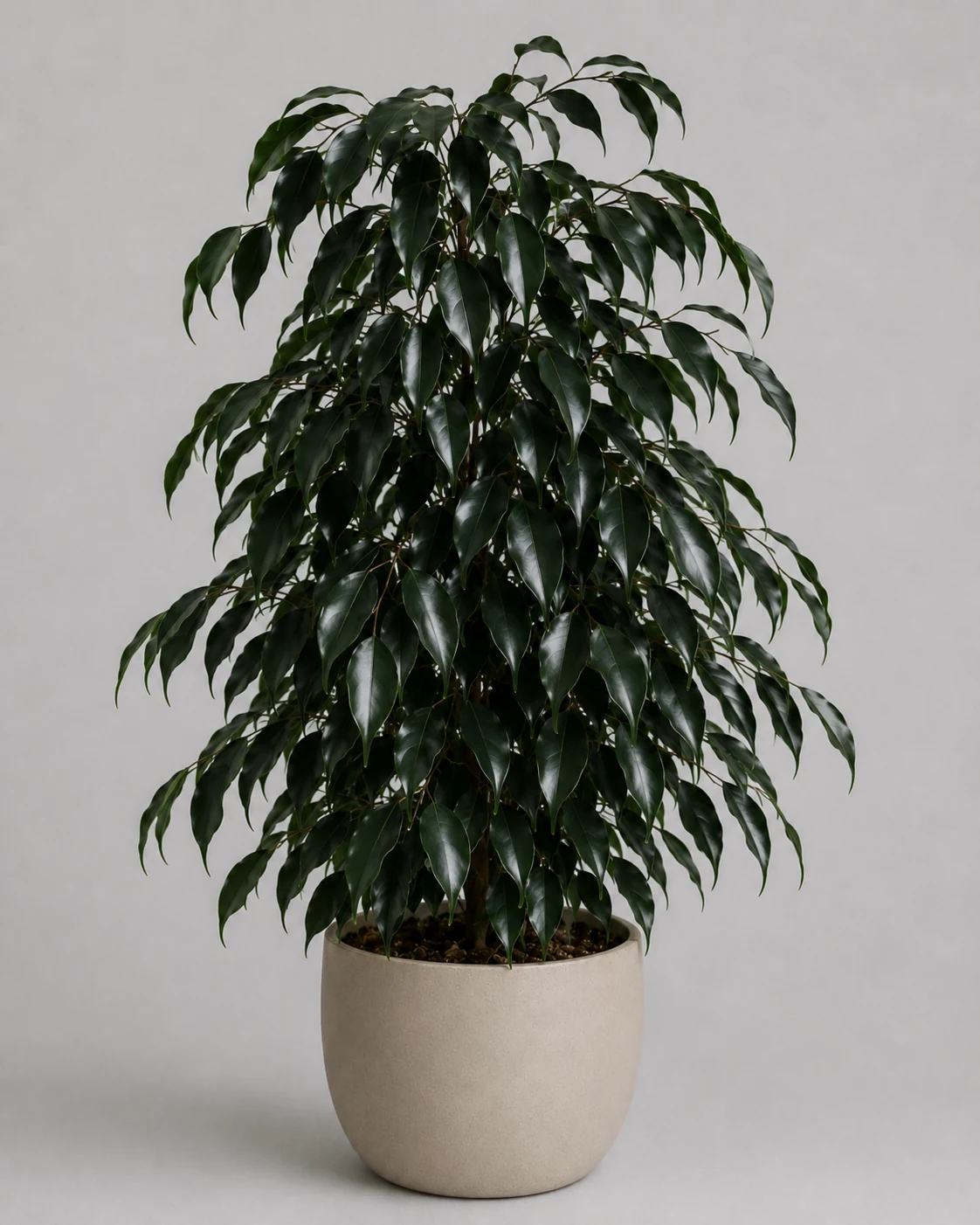 Fikus benjamina Midnight