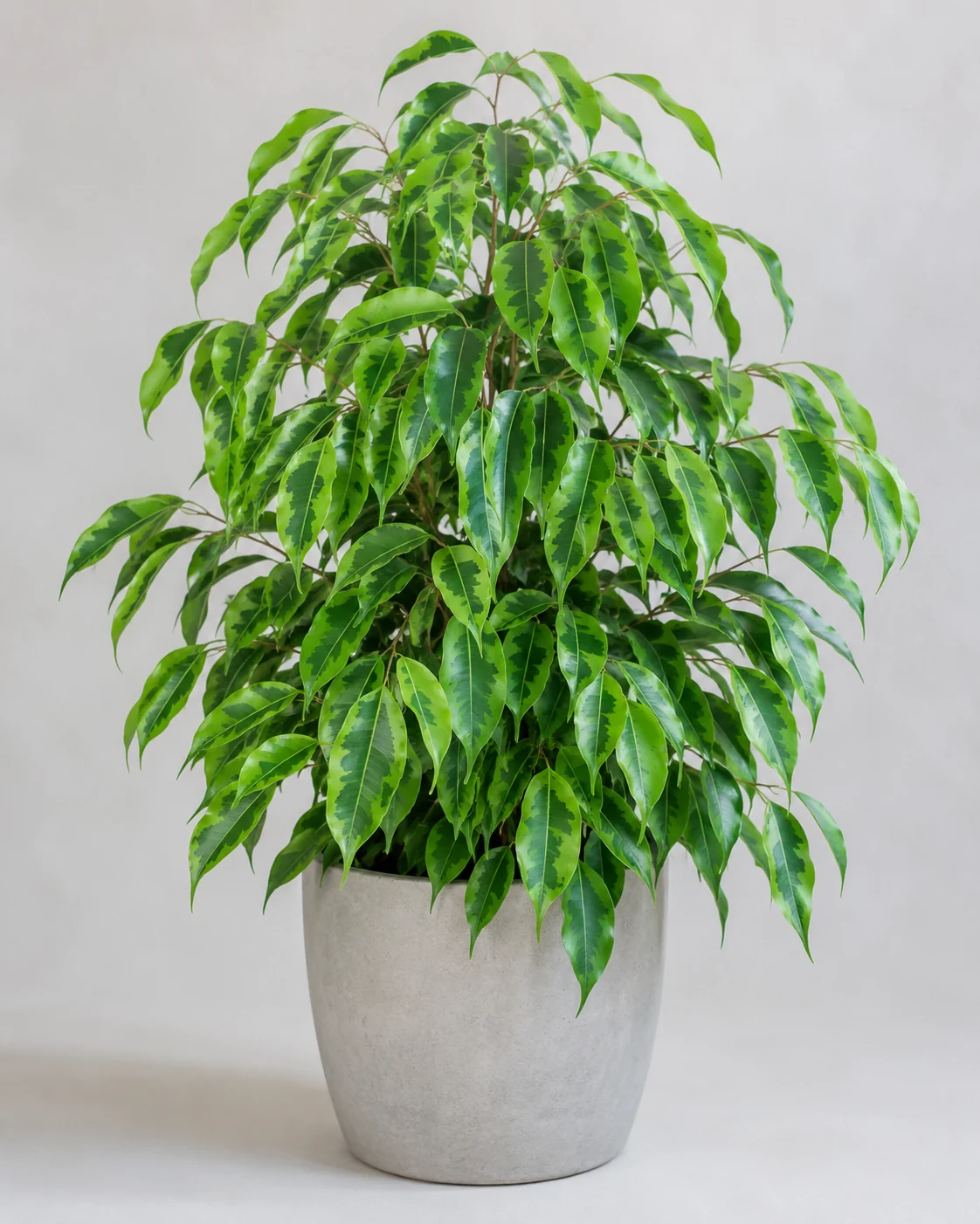 Fikus benjamina Monique