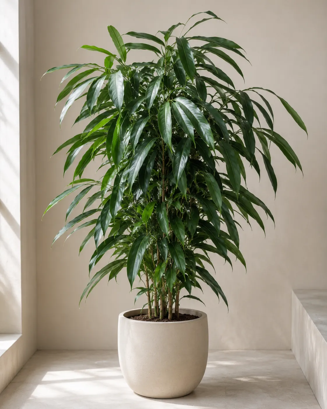 Ficus binnendijkii Amstel King