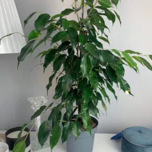 Fikus benjamina