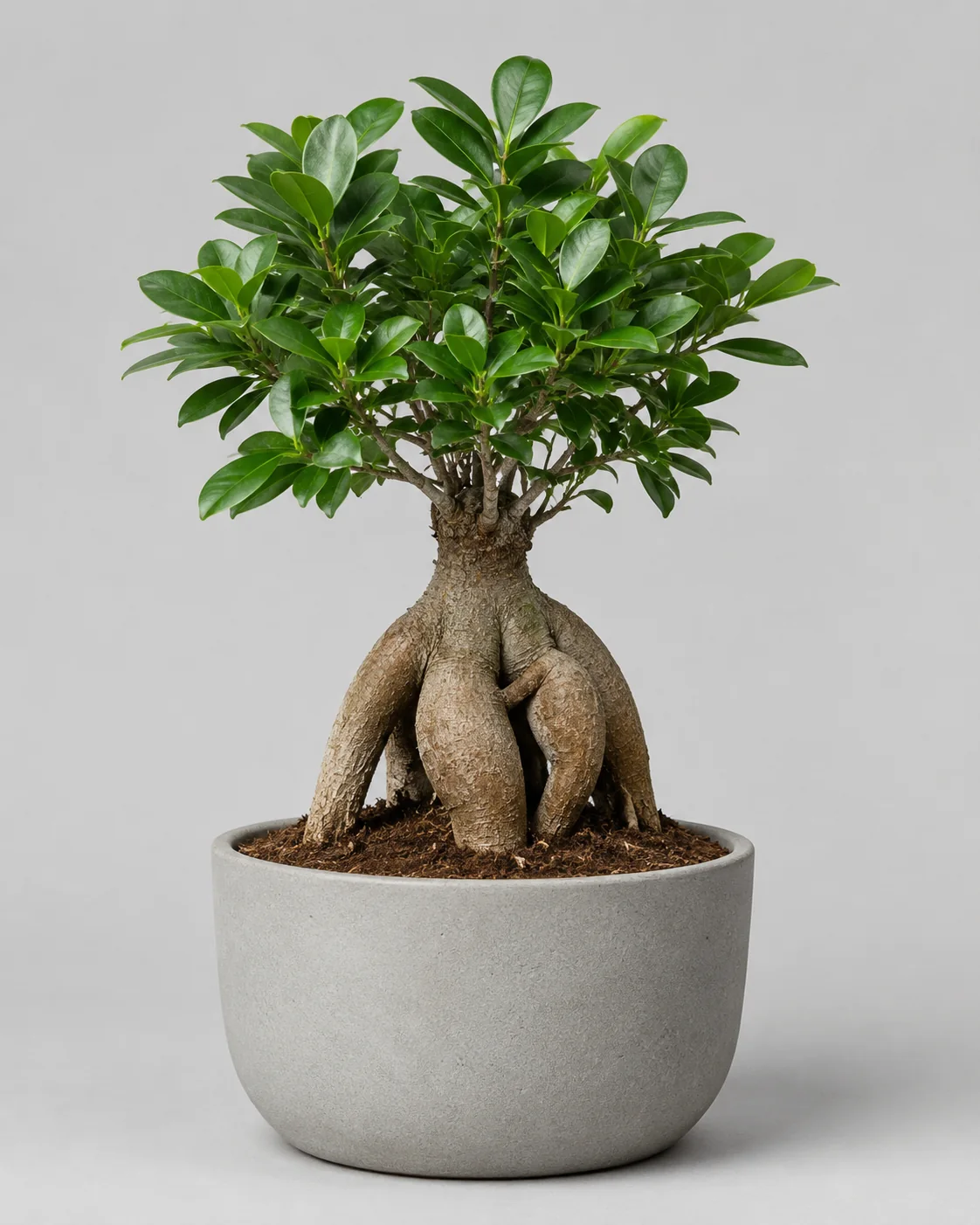 Fikus Microcarpa